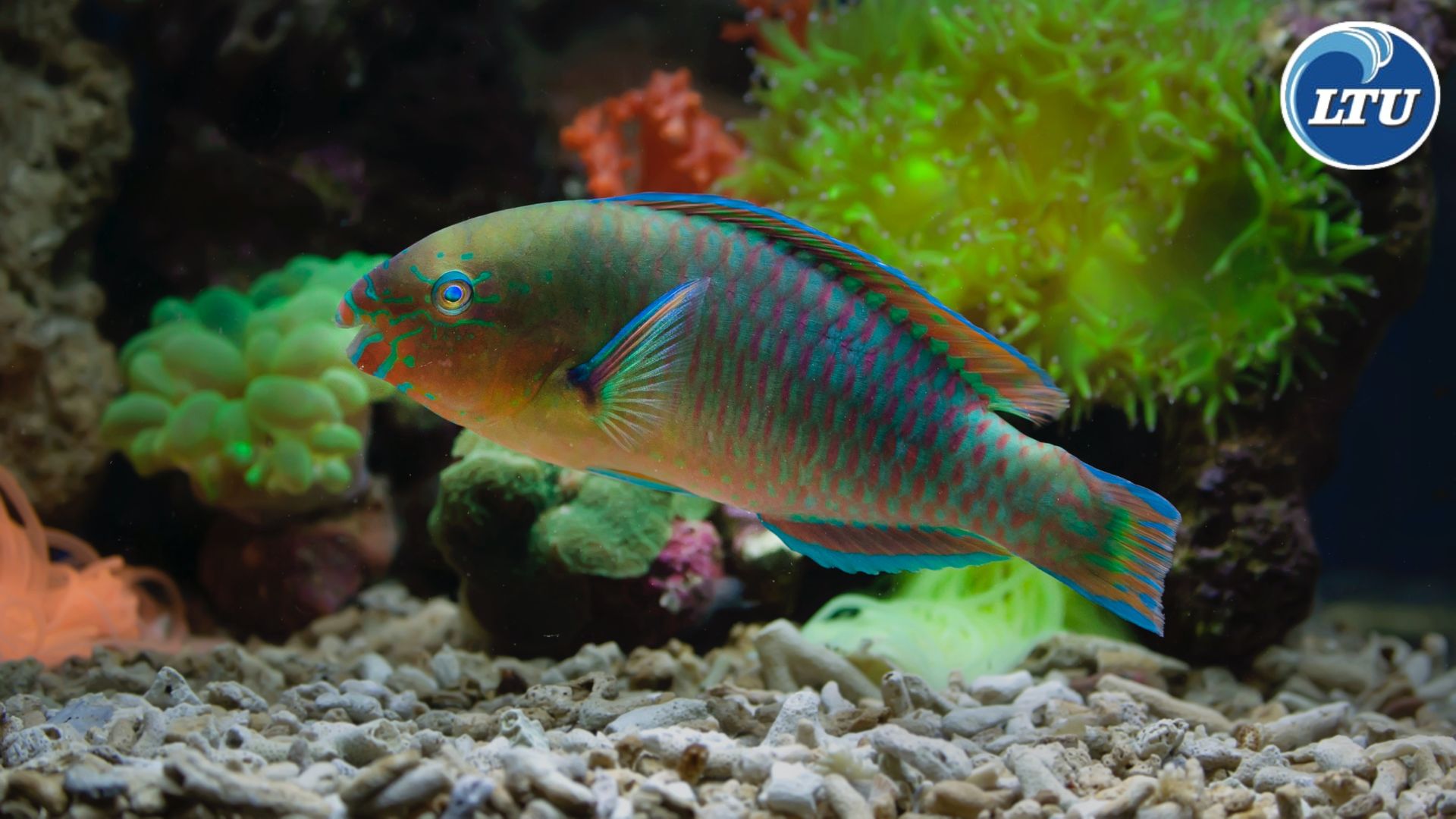 Here's what Parrotfish do to the Environment